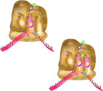 Translation elongation stage