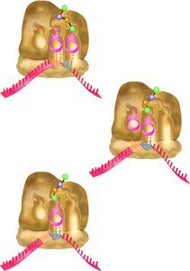 Ribosome translocation and tRNA movement