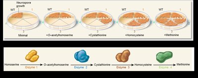 Neurospora growth and metabolic pathway enzymes