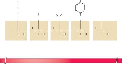 Polypeptide chain directionality and amino acid structures