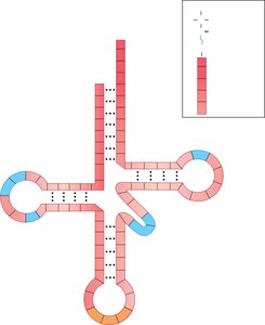 tRNA cloverleaf structure with modified bases