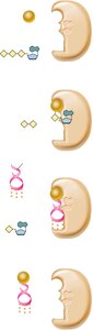 Charging of tRNA by aminoacyl-tRNA synthetase