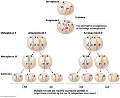 Two arrangements of chromosomes at metaphase I