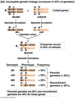 Incomplete genetic linkage: crossover in 40% of gametes