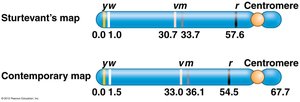 Sturtevant's map vs. contemporary map of Drosophila X chromosome