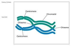 Chiasmata and crossing over between chromatids