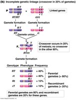 Incomplete genetic linkage: crossover in 20% of gametes