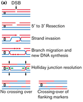 Steps of homologous recombination and Holliday junction resolution