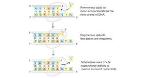 DNA polymerase proofreading mechanism