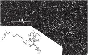 Electron micrograph of eukaryotic DNA with multiple replication origins