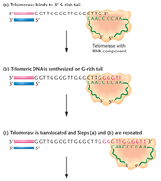 Mechanism of telomerase action: binding, synthesis, and translocation