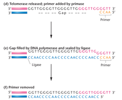 Completion of telomere replication: primer addition, gap filling, and primer removal