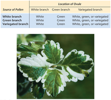 Variegated leaf and inheritance table in Mirabilis jalapa