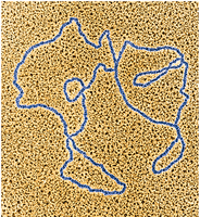 Electron micrograph of chloroplast DNA