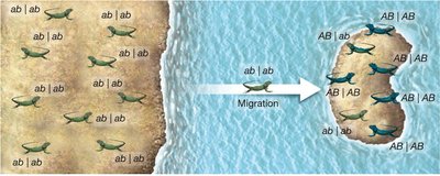 Migration causing linkage disequilibrium