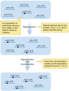 Genetic hitchhiking and LD