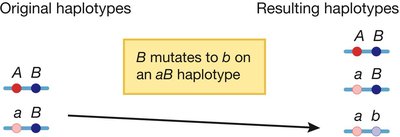 Mutation causing LD
