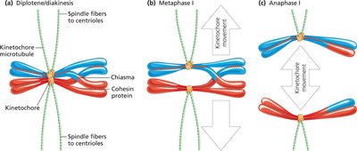 Diagram of crossing over during meiosis
