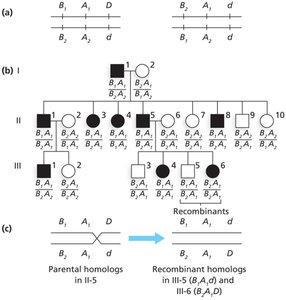 Pedigree showing haplotype inheritance and recombination