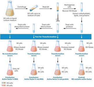 Summary of Avery, MacLeod, and McCarty’s experiment demonstrating that DNA is the transforming principle