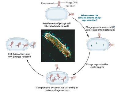 Life cycle of a T-even bacteriophage and summary of Hershey–Chase experiment