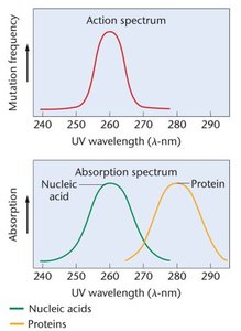 Comparison of the action spectrum and absorption spectrum for nucleic acids and proteins