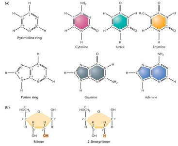 Chemical structures of the pyrimidines and purines, and ring structures of ribose and 2-deoxyribose