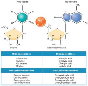 Structures and names of the nucleosides and nucleotides of RNA and DNA