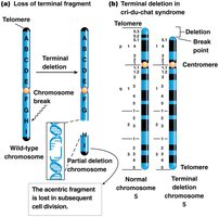 Terminal chromosome deletion