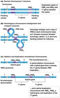 Unequal crossover in Williams-Beuren syndrome