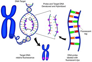 FISH technique for detecting chromosomal changes