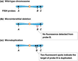 Detection of microdeletion and microduplication by FISH