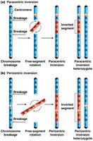 Paracentric and pericentric chromosome inversion