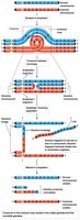 Consequences of crossover in paracentric inversion