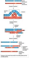 Consequences of crossover in pericentric inversion