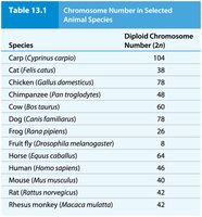 Table of chromosome numbers in selected animal species