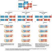 Tetravalent synaptic structure and segregation in translocation heterozygotes