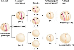 Diagram of meiosis I nondisjunction
