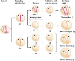Diagram of meiosis II nondisjunction