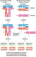 Meiotic patterns of segregation in trisomics