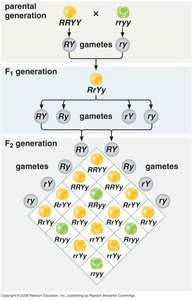Dihybrid cross Punnett square showing F2 generation ratios