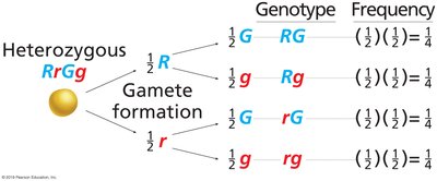 Forked-line diagram for gamete formation and frequencies