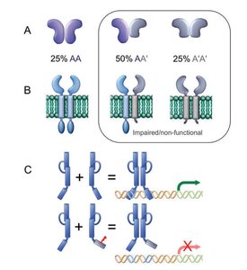 Spoiler mutation mechanism