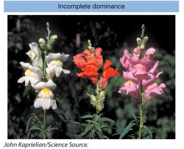 Incomplete dominance in flower color