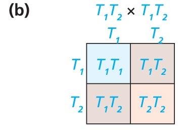 Snapdragon flower color: incomplete dominance
