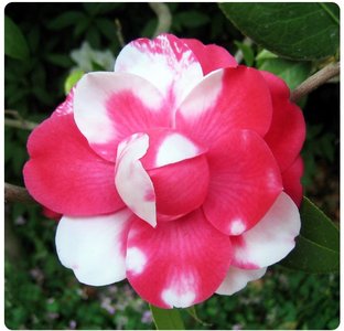 Codominance in flower color