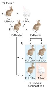 Rabbit coat color allelic series