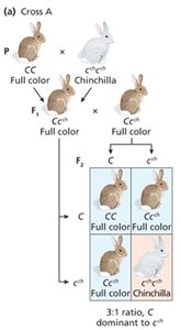 Flowering time: incomplete dominance