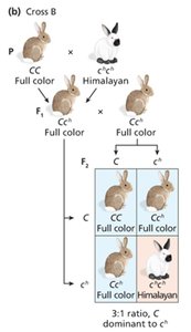 Flowering time genotypic ratios