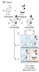 Punnett square for flowering time
